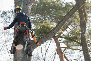 The Importance of Emergency Tree Service